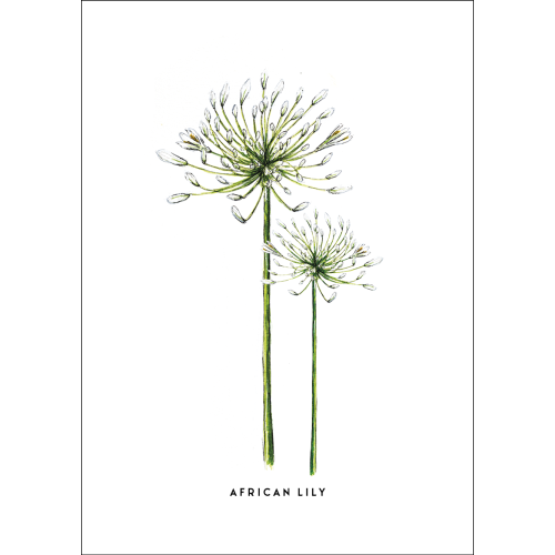 Postcard Flower African lily - 10 pieces